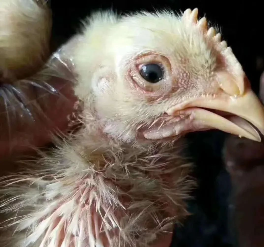 6b6eb5c1887b478686004af614405f1d_tplv-obj.png 6b6eb5c1887b478686004af614405f1d_tplv-obj.png