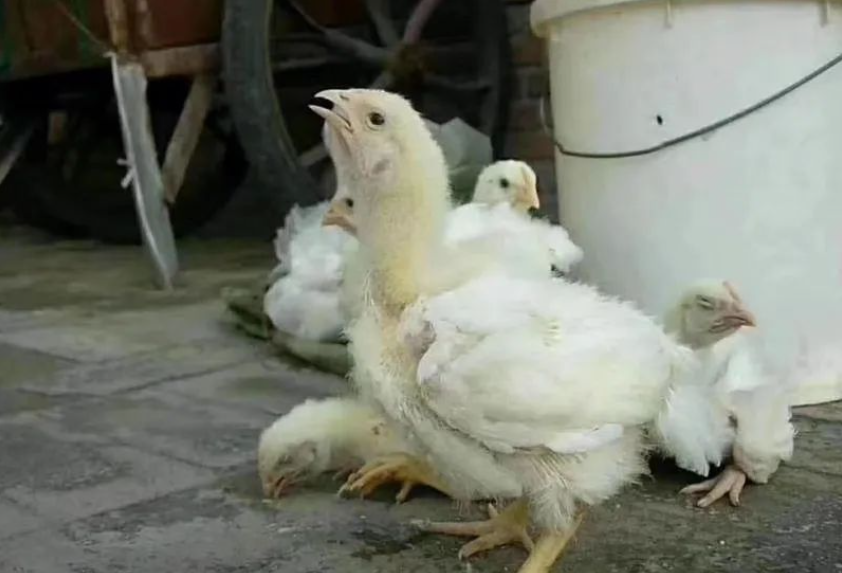 140ed063173e409ab8cc664d852d4521_tplv-obj.png 140ed063173e409ab8cc664d852d4521_tplv-obj.png