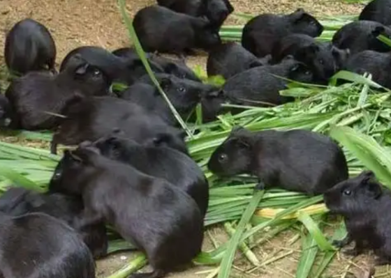 05A2D055F5E7EDED2B19A33C9077638F.png 05A2D055F5E7EDED2B19A33C9077638F.png