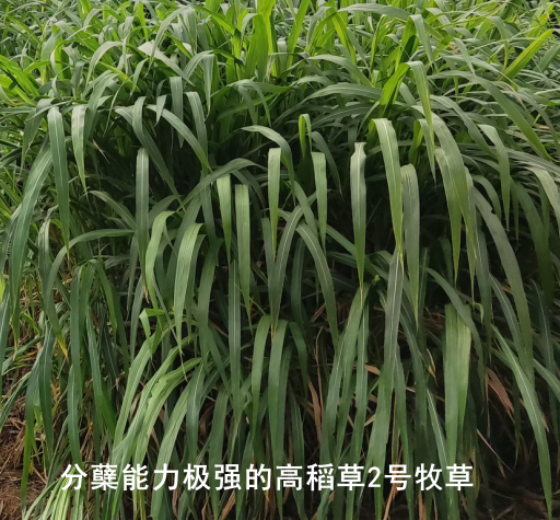 AE4CE682FF187D645552E90BF132D728.png AE4CE682FF187D645552E90BF132D728.png