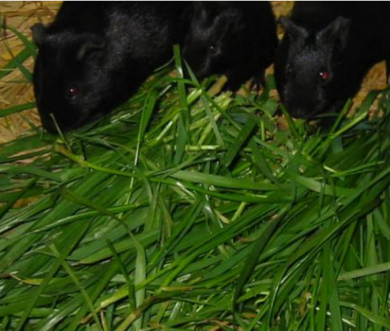 2522652E1DE90F10D40C476F03325F64.png 2522652E1DE90F10D40C476F03325F64.png