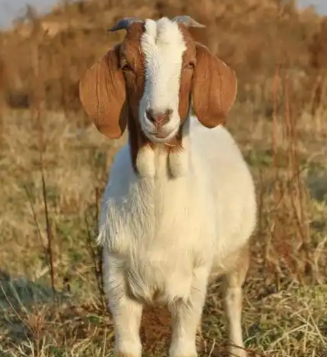 D4814237885F9F14727EB2446432E563.png D4814237885F9F14727EB2446432E563.png