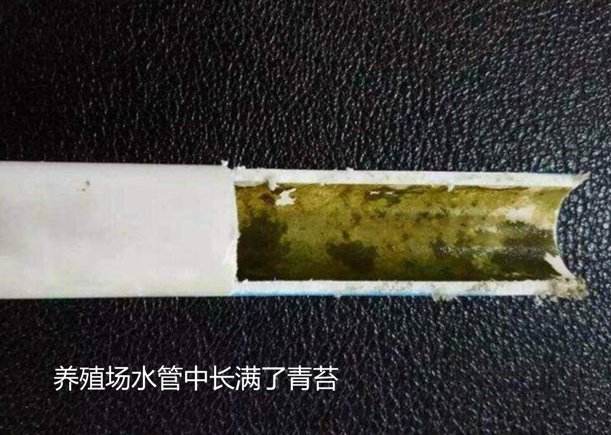 養殖場水管中長滿了青苔.jpg 養殖場水管中長滿了青苔.jpg