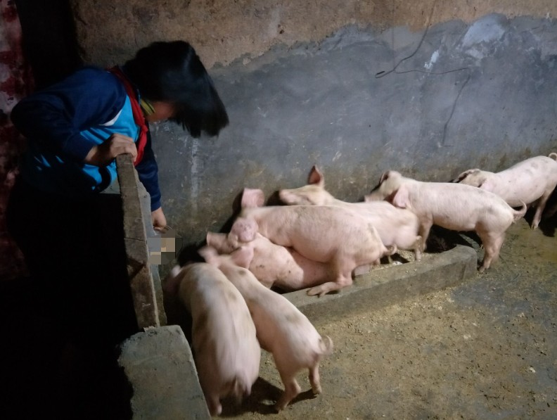 熟食喂豬1.jpg 熟食喂豬1.jpg