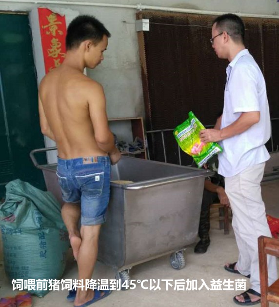 飼喂前豬飼料降溫到45℃以下后加入益生菌.jpg 飼喂前豬飼料降溫到45℃以下后加入益生菌.jpg