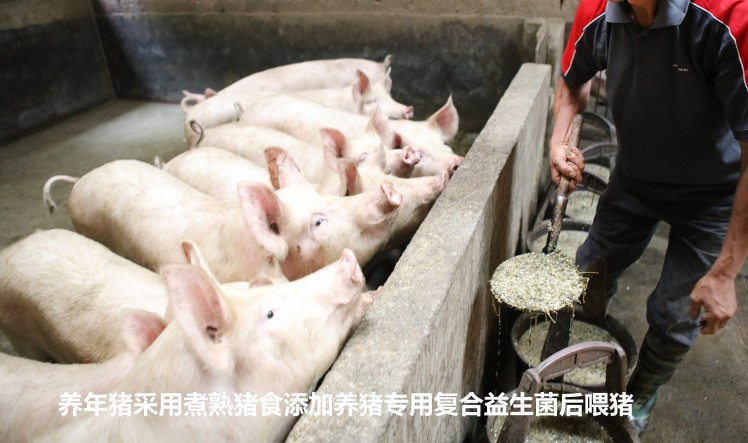 養(yǎng)年豬采用煮熟豬食添加養(yǎng)豬專用復(fù)合益生菌后喂豬.jpg 養(yǎng)年豬采用煮熟豬食添加養(yǎng)豬專用復(fù)合益生菌后喂豬.jpg