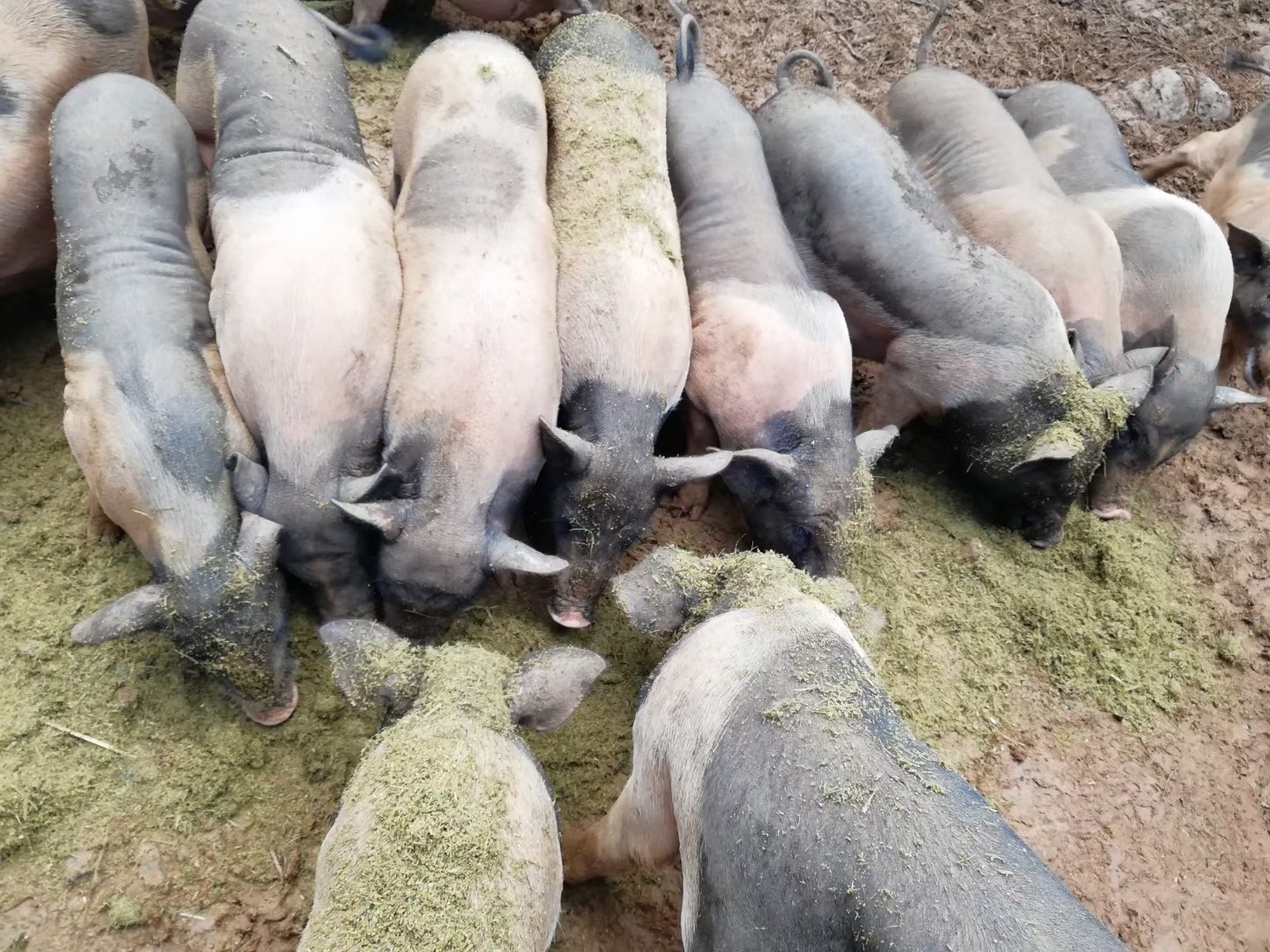 1716702035127180.jpg 1716702035127180.jpg