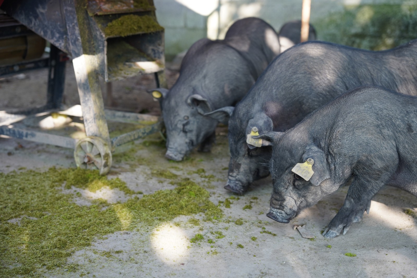 1716702035715962.jpg 1716702035715962.jpg