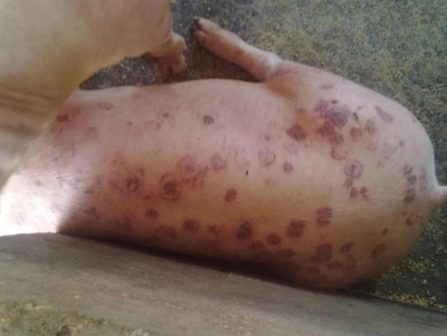 微信截圖_20241212093228.jpg 微信截圖_20241212093228.jpg