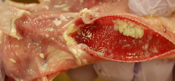 3DD81C65CB6AAC76A0320F1FBB1855ED.png 3DD81C65CB6AAC76A0320F1FBB1855ED.png