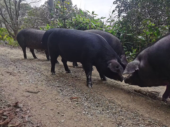 1B03467C883E32A31B801A857AD31129.png 1B03467C883E32A31B801A857AD31129.png