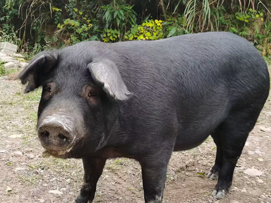 10E66AF13D06D10C8C73FDF93C28CA95.png 10E66AF13D06D10C8C73FDF93C28CA95.png