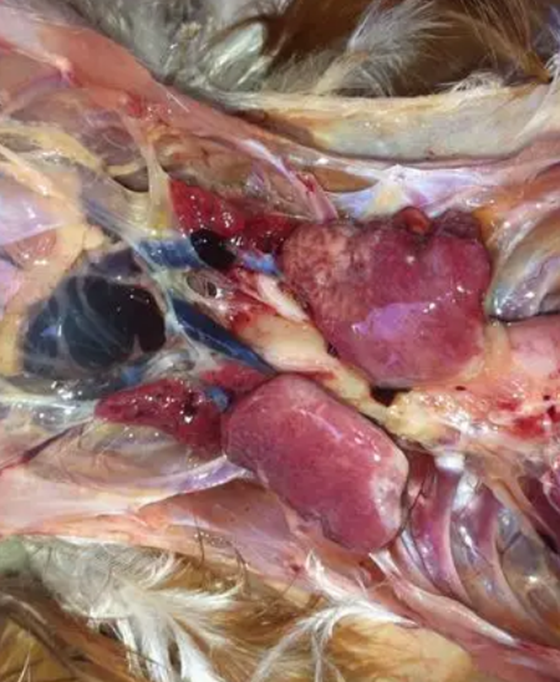 391A0AE07E4D70434F9485B7CE43B6F1.png 391A0AE07E4D70434F9485B7CE43B6F1.png