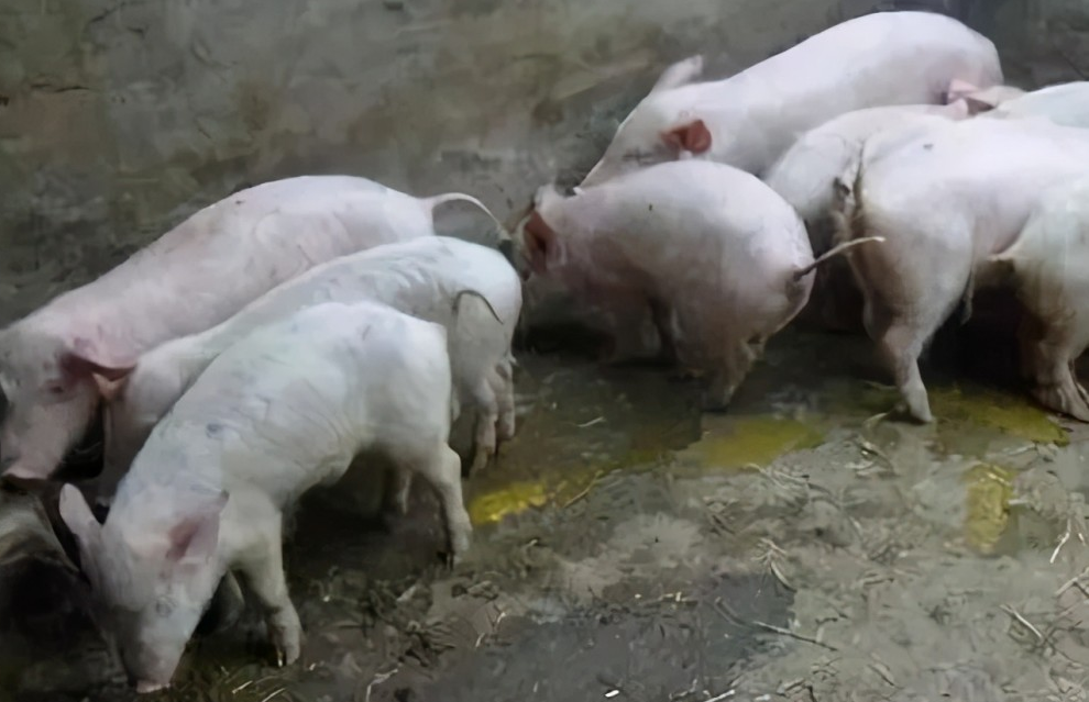 QQ圖片20241223102657.png QQ圖片20241223102657.png