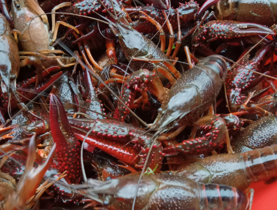 A247F8CAFFE5642B662A5155290C414D.png A247F8CAFFE5642B662A5155290C414D.png