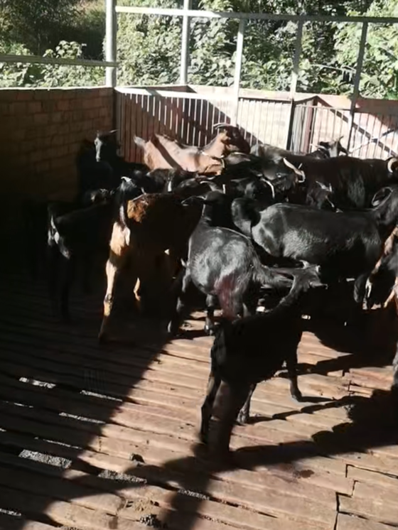 AE19F78947465F6FCEF00DFE3D026971.png AE19F78947465F6FCEF00DFE3D026971.png