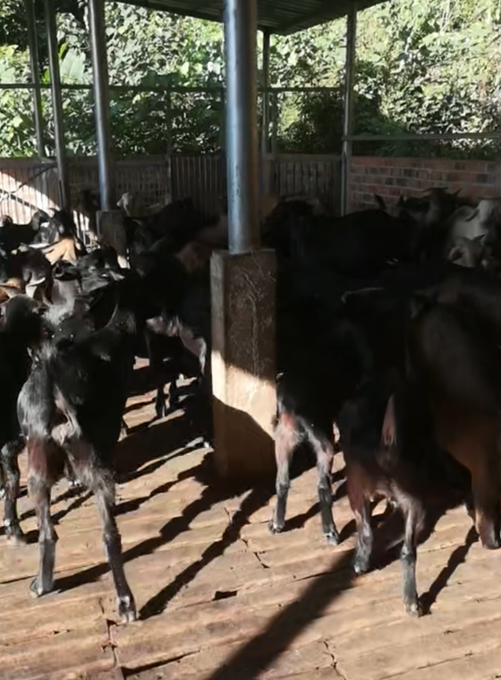 110440DF36C45421088D068D790B4C45.png 110440DF36C45421088D068D790B4C45.png