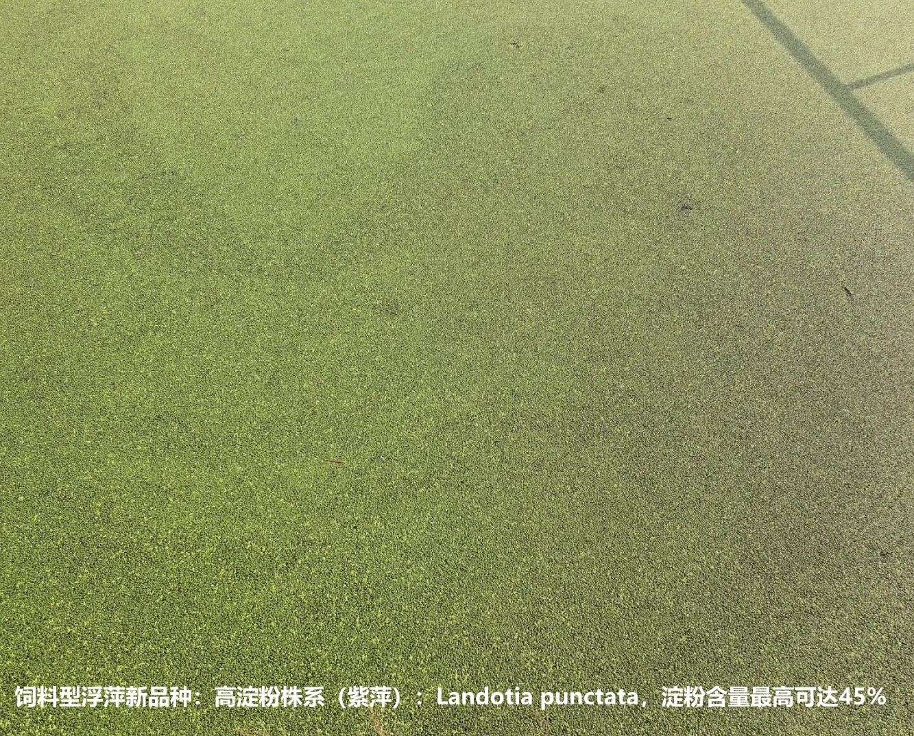 飼料型浮萍新品種：高淀粉株系（紫萍）：Landotia punctata，國際編號0001，淀粉含量最高可達(dá)45%.jpg