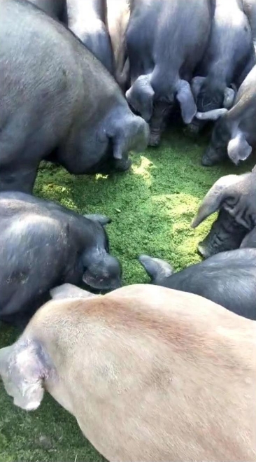 微信截圖_20250106113449.jpg 微信截圖_20250106113449.jpg