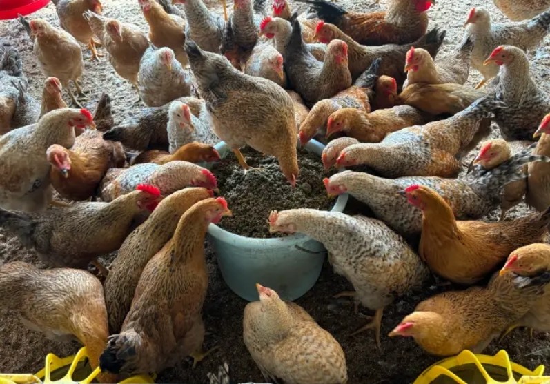 微信截圖_20250106164721.jpg 微信截圖_20250106164721.jpg