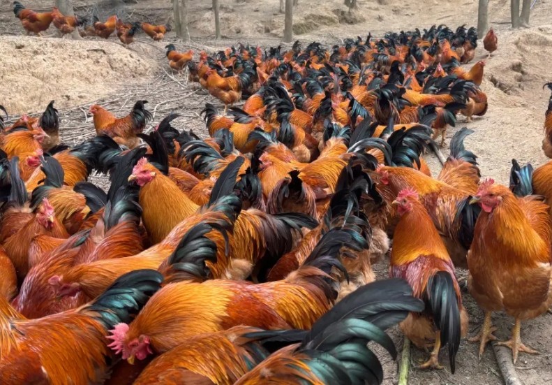 微信截圖_20250106165151.jpg 微信截圖_20250106165151.jpg