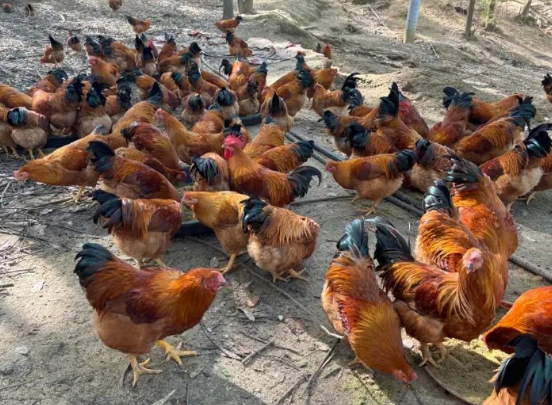 微信截圖_20250106165107.jpg 微信截圖_20250106165107.jpg