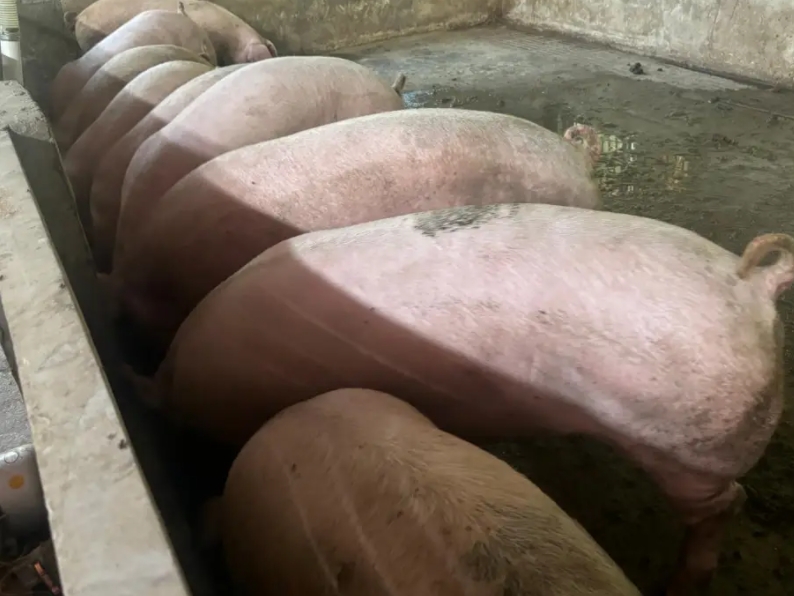 微信截圖_20250106165200.jpg 微信截圖_20250106165200.jpg