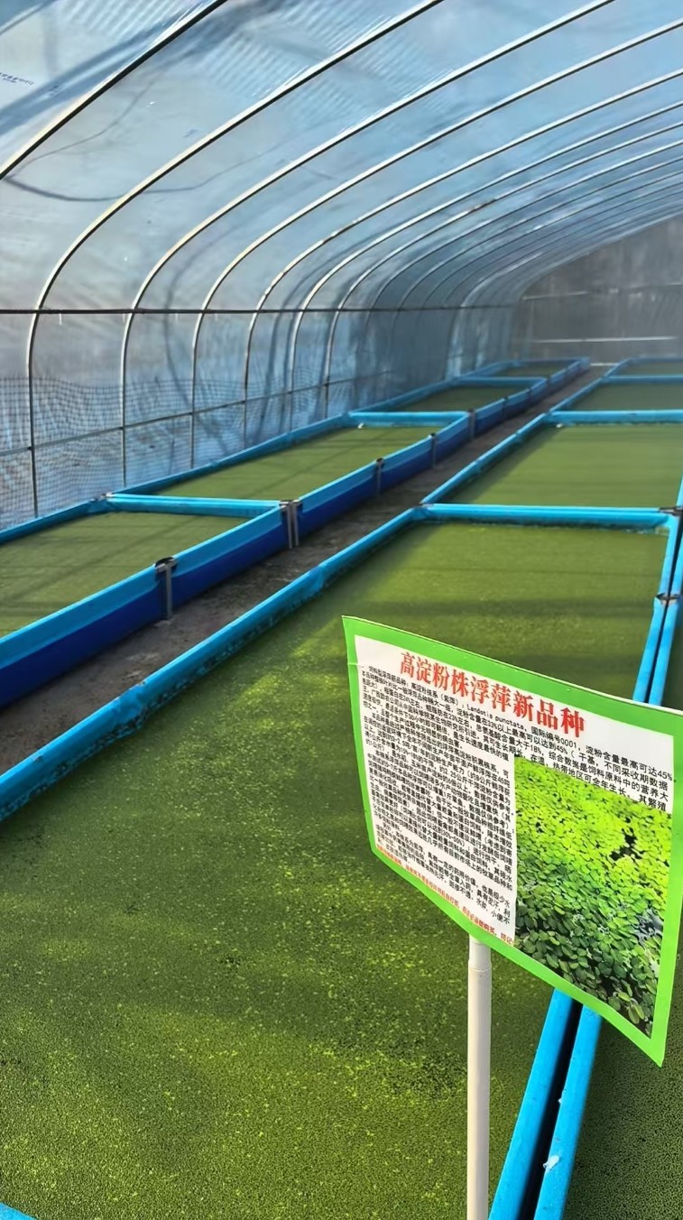 飼料型浮萍新品種:高淀粉株系(紫萍.jpg 飼料型浮萍新品種:高淀粉株系(紫萍.jpg