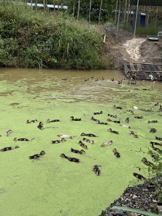 新品種飼料浮萍喂鴨鵝.jpg 新品種飼料浮萍喂鴨鵝.jpg