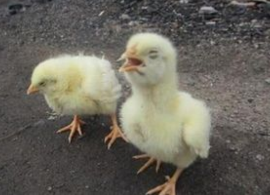 QQ圖片20250109101846.png QQ圖片20250109101846.png