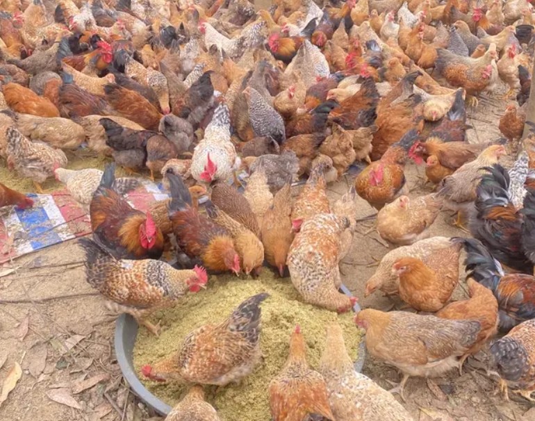 微信截圖_20250116110157.jpg 微信截圖_20250116110157.jpg