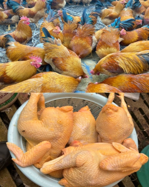 微信截圖_20250116104032.jpg 微信截圖_20250116104032.jpg