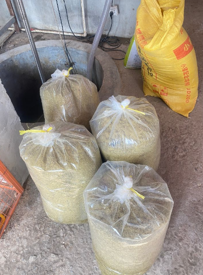 發酵牧草喂豬.png 發酵牧草喂豬.png