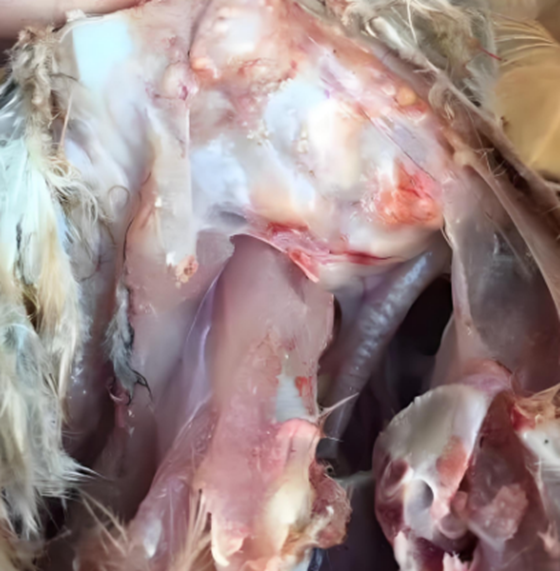 A79A7B2DAD098B338AF0C7D1BBA2AB83.png A79A7B2DAD098B338AF0C7D1BBA2AB83.png