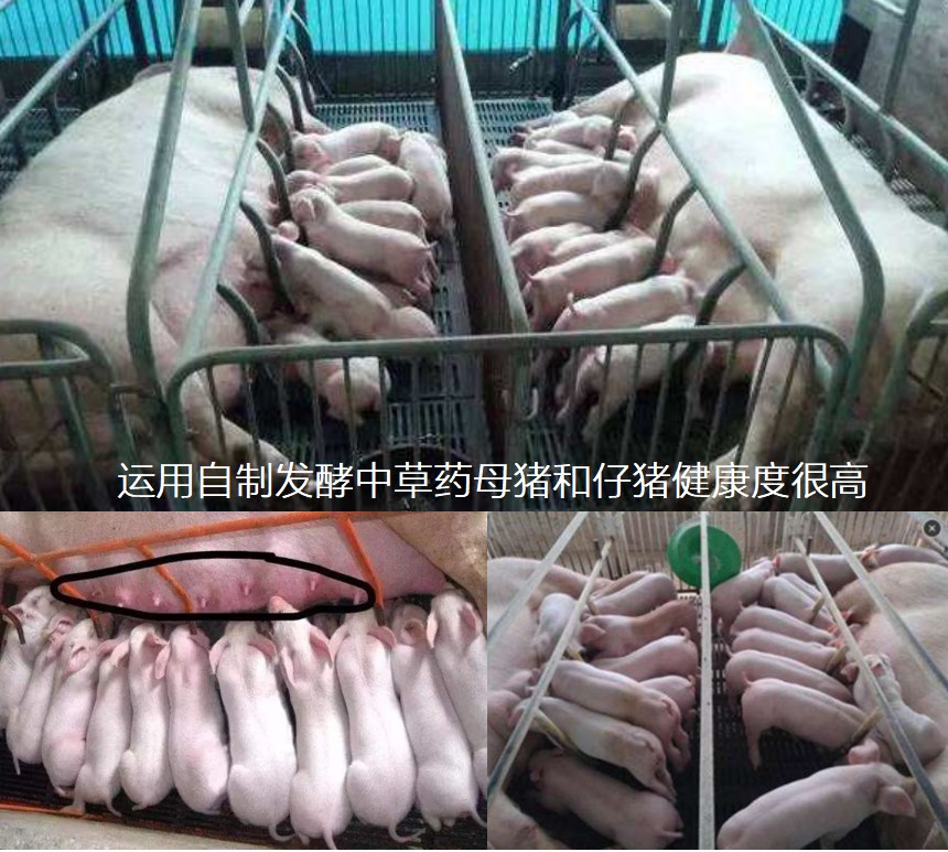 運(yùn)用自制發(fā)酵中草藥母豬和仔豬健康度很高.jpg 運(yùn)用自制發(fā)酵中草藥母豬和仔豬健康度很高.jpg