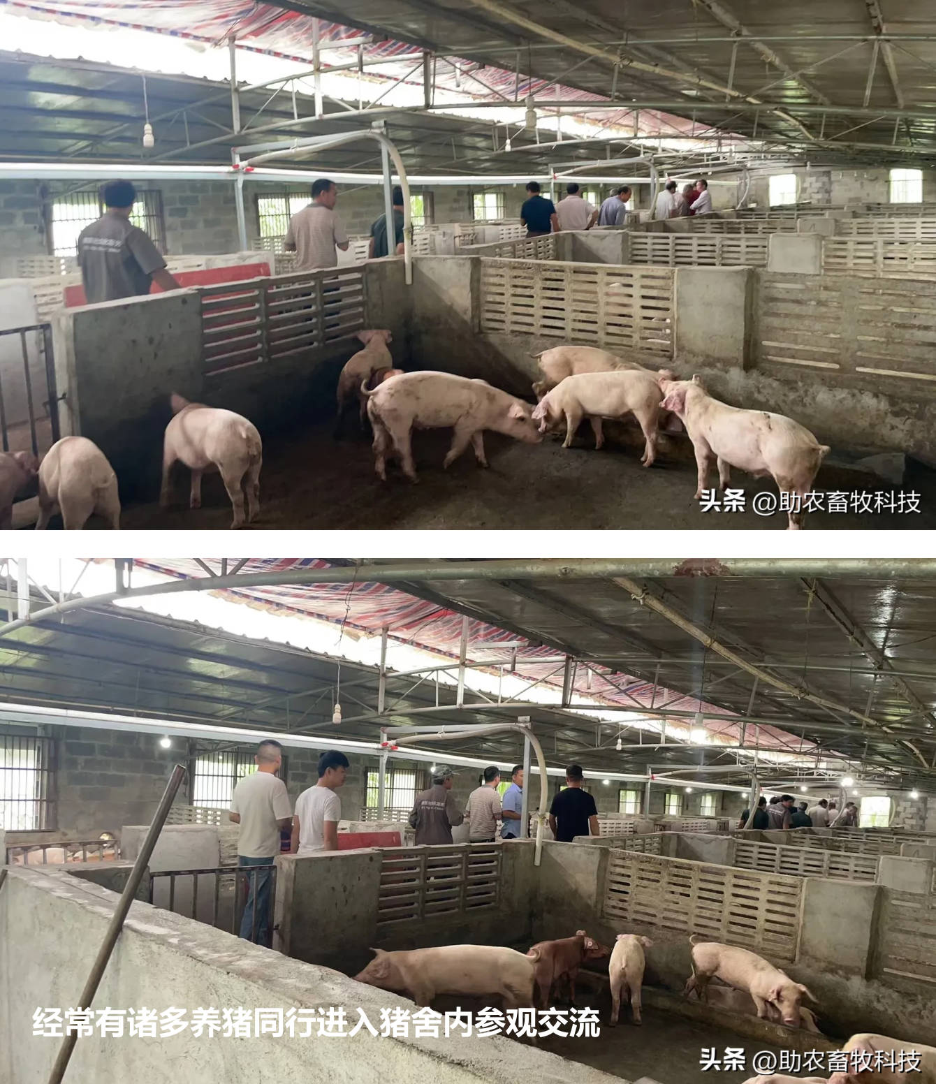 經(jīng)常有諸多養(yǎng)豬同行進(jìn)入豬舍內(nèi)參觀交流.jpg 經(jīng)常有諸多養(yǎng)豬同行進(jìn)入豬舍內(nèi)參觀交流.jpg