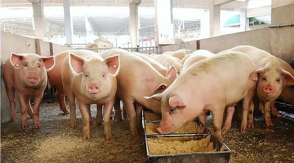 1737262608863.png 1737262608863.png