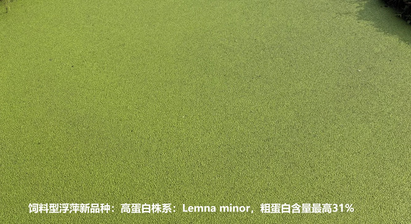 飼料型浮萍新品種：高蛋白株系：Lemna minor，國際編號7868，粗蛋白含量最高31%.jpg