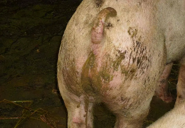 傳染性胃腸炎-1.png 傳染性胃腸炎-1.png