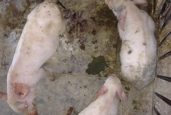 傳染性胃腸炎1-1.png 傳染性胃腸炎1-1.png