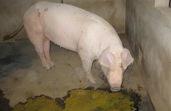 傳染性胃腸炎2-1.png 傳染性胃腸炎2-1.png