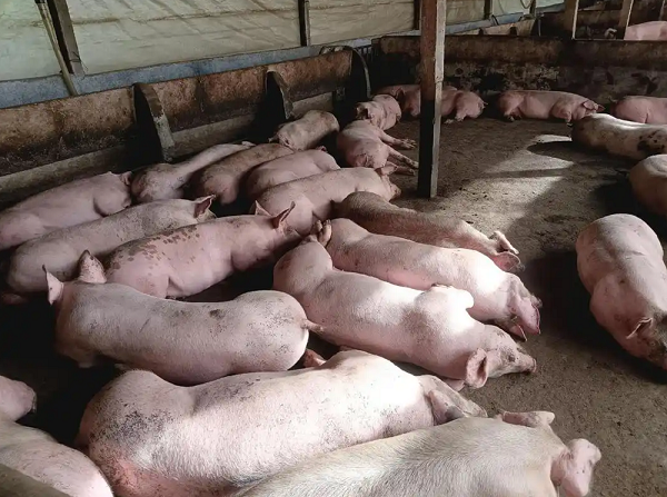 養(yǎng)豬增利寶1-1.png 養(yǎng)豬增利寶1-1.png