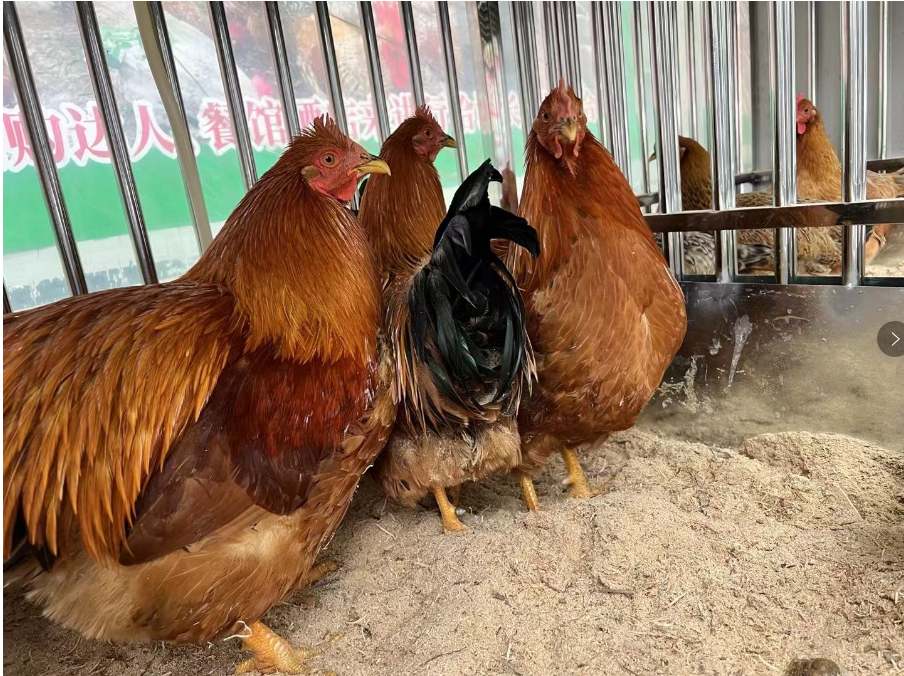 截圖20250205154900.png 截圖20250205154900.png