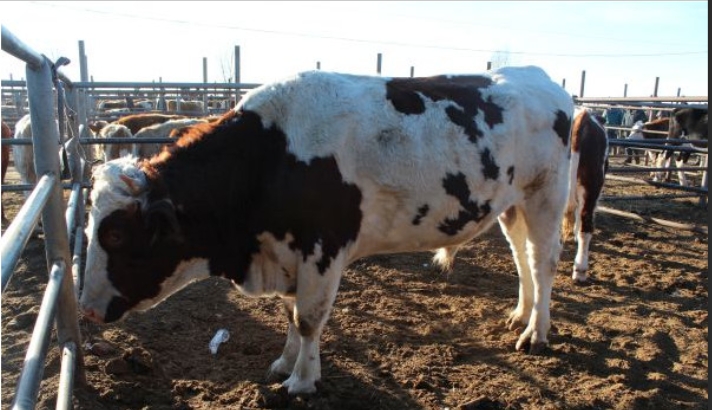 屏幕截圖_6-2-2025_145747_cn.bing.com.jpeg 屏幕截圖_6-2-2025_145747_cn.bing.com.jpeg