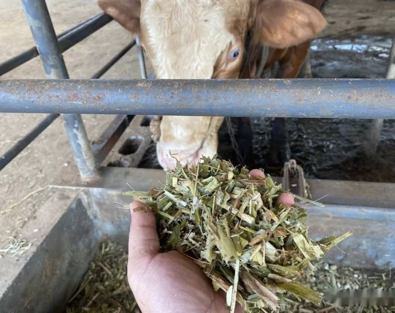 養(yǎng)牛2.jpg 養(yǎng)牛2.jpg