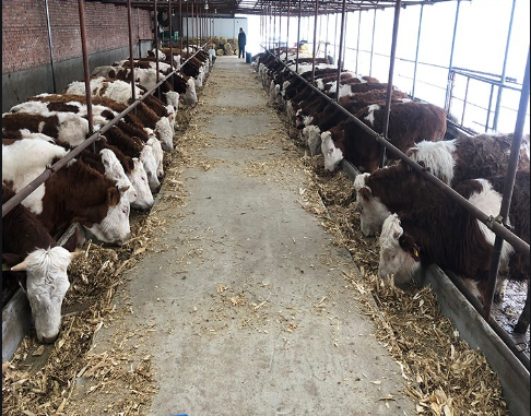 養(yǎng)牛4.png 養(yǎng)牛4.png