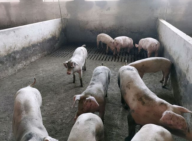 QQ圖片20250210102638.png QQ圖片20250210102638.png