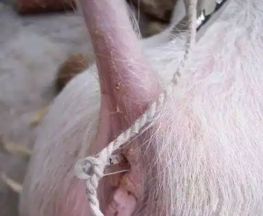 截圖20250211095434.png 截圖20250211095434.png