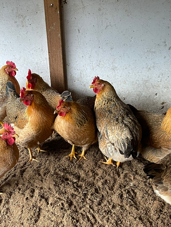 62B747BC3A021066D0367A04A6C45226.png 62B747BC3A021066D0367A04A6C45226.png