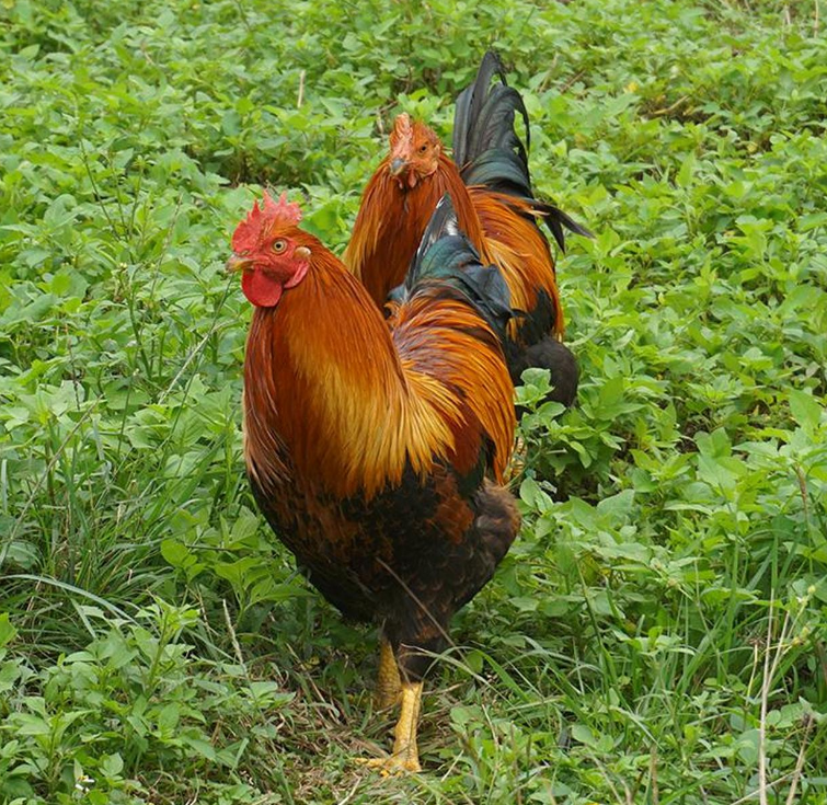 截圖20250214094510.png 截圖20250214094510.png